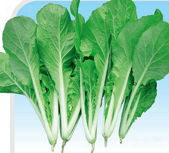 美佳菜-白菜種子-美之奧