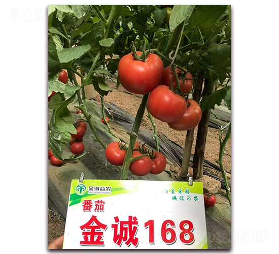 金誠168-番茄種子-金誠益農
