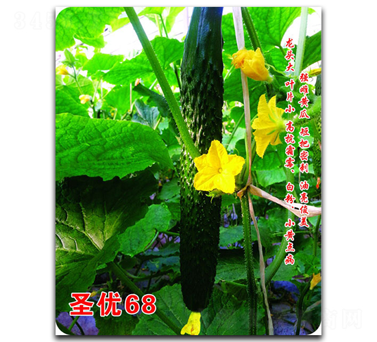 ʥ��68-�S�ϷN��