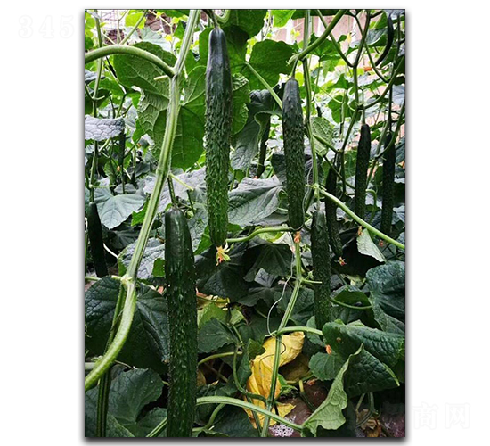 圣優89-黃瓜種子