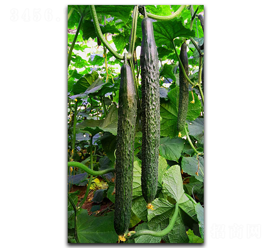 �ۃ�233-�S�ϷN��