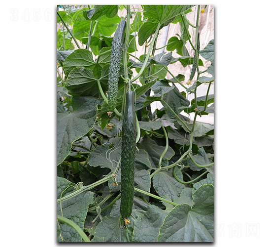 �ۃ�60-�S�ϷN��