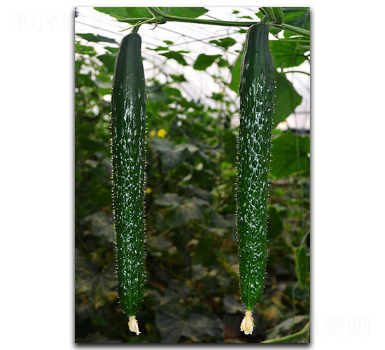 �ۃ�9̖-�S�ϷN��