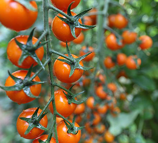 ���гș�2̖-���ѷN��