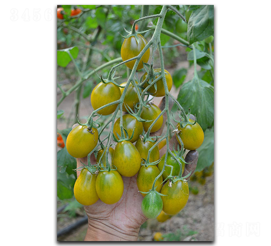 壽研黃金玉-番茄種子