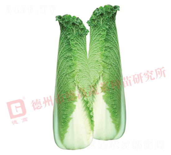 ��ѿ�B��-�¸�S747-��ײ˷N��-�¸�