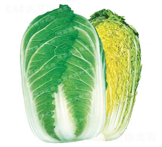 抗根腫病白菜-CR143-大白菜種子-德高