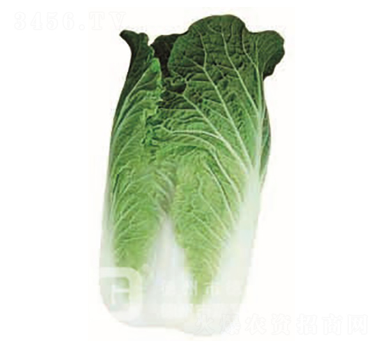 抗根腫病白菜-CR117-大白菜種子-德高