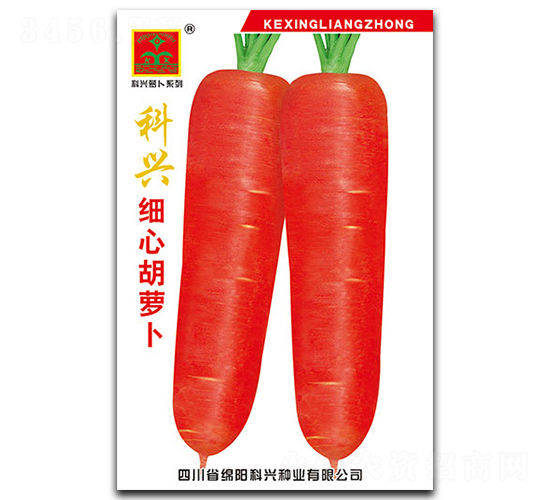 科興細(xì)心胡蘿卜-蘿卜種子-科興種業(yè)