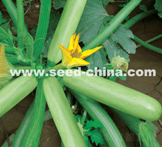 賽玉-西葫蘆種子-冀新種業