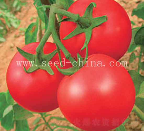 ���݋I-���ѷN��-���·N�I(y��)