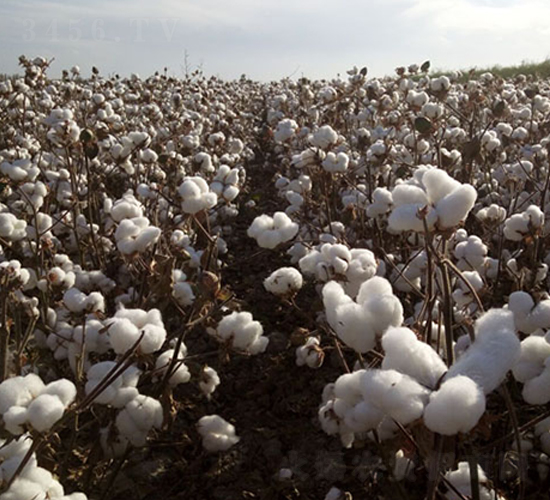 �����50̖-�޻��N��-��ʥ�̷N�I