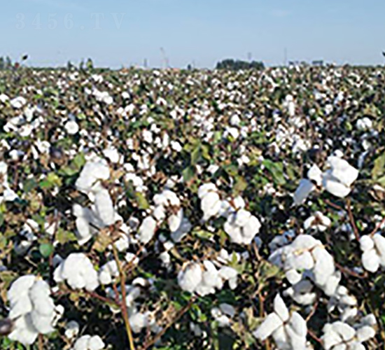 �����76̖-�޻��N��-��ʥ�̷N�I