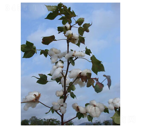 �����79̖-�޻��N��-��ʥ�̷N�I