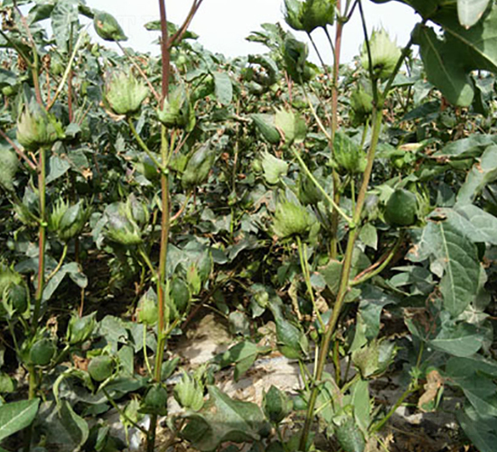 �º�56̖-�޻��N��-��ʥ�̷N�I