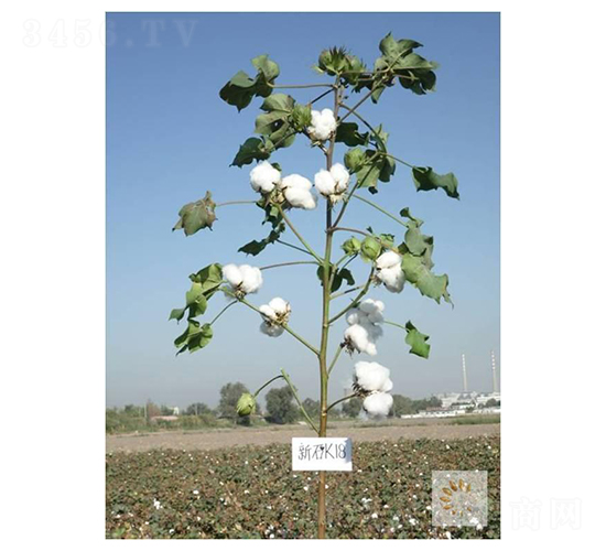 ��ʯK18-�޻��N��-��ʥ�̷N�I