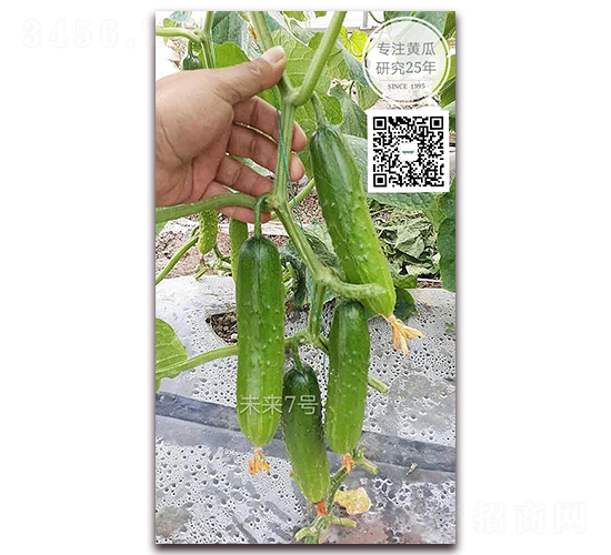 δ����̖-�S�ϷN��-�¸ɾ�