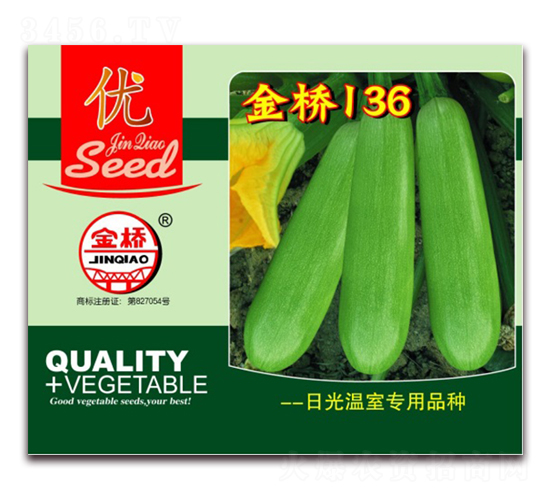 金橋136-西葫蘆種子-金橋種業