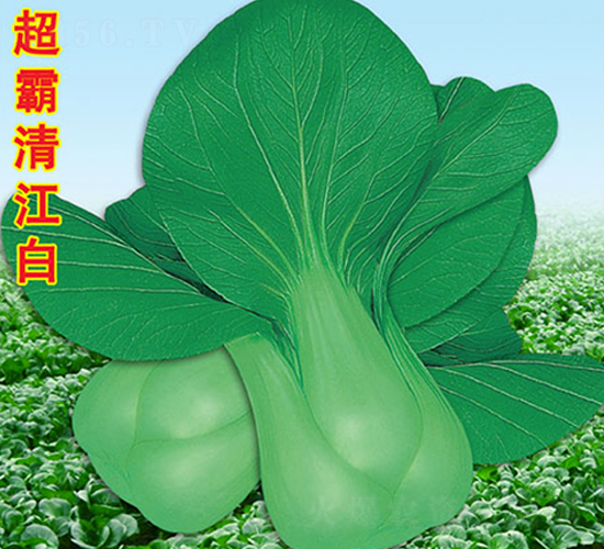 �����彭��-��˷N��-�f�r�߿�