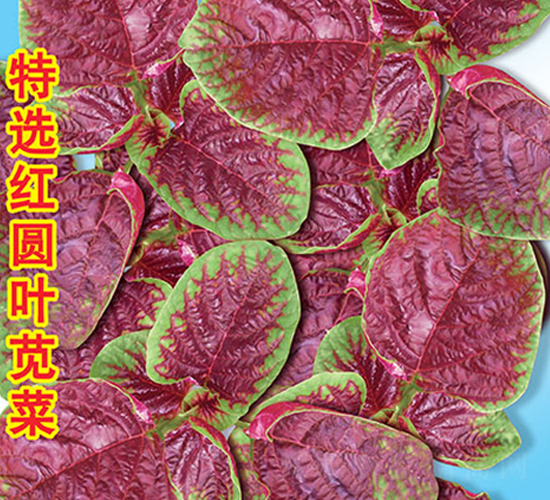 ���x�t�A�~�{��-�{�˷N��-�f�r�߿�