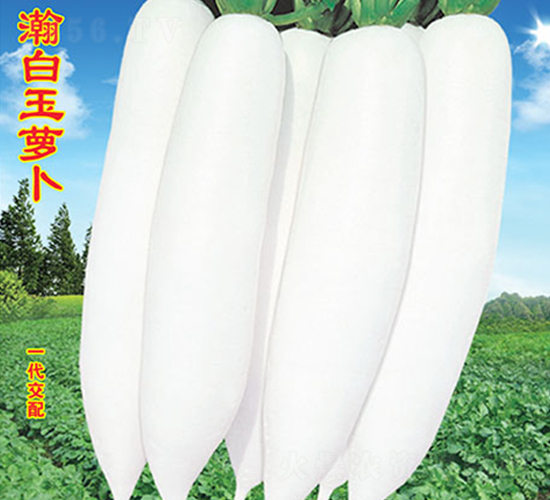 瀚白玉蘿卜-蘿卜種子-萬農高科
