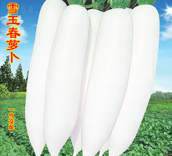 ѩ���}��-�}���N��-�f�r�߿�