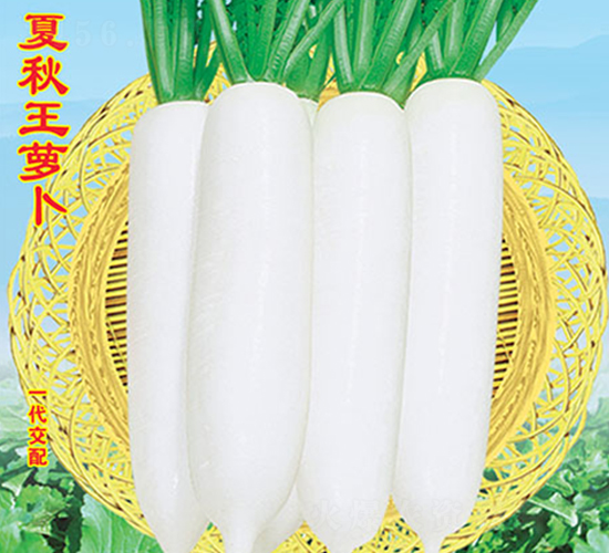 夏秋王蘿卜-蘿卜種子-萬農(nóng)高科
