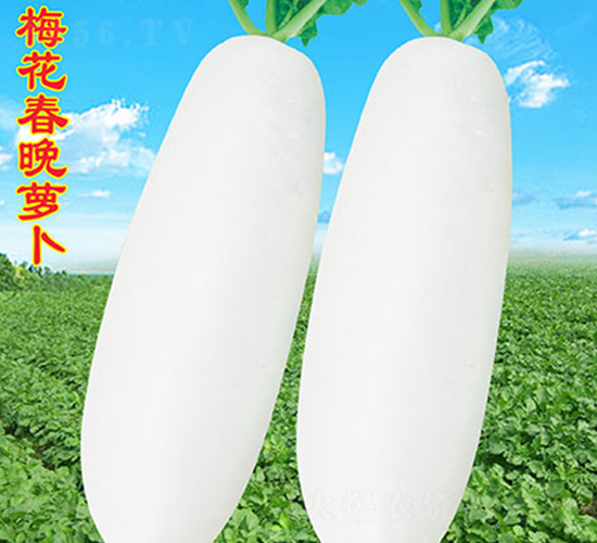 ÷�������}��-�}���N��-�f�r(n��ng)�߿�