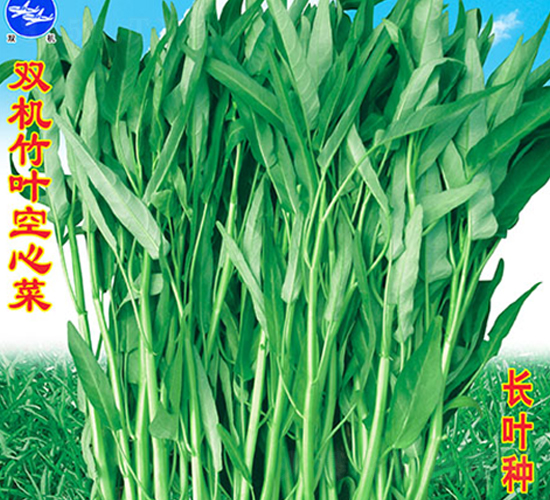 雙機竹葉空心菜-空心菜種子-萬農高科