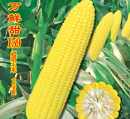 萬鮮甜159-甜玉米種子-萬農高科