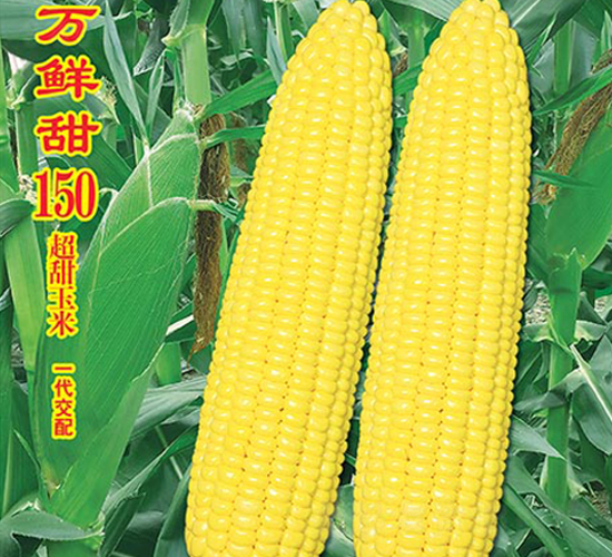 萬鮮甜150-甜玉米種子-萬農(nóng)高科