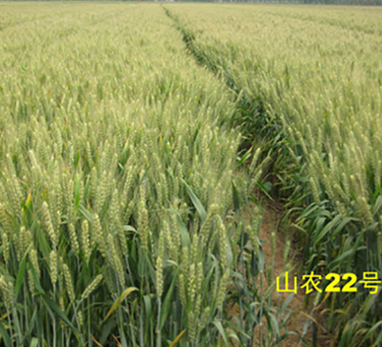 山農22號-小麥種子-西域種業