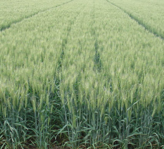 ɽ�r24̖-С���N��-����N�I