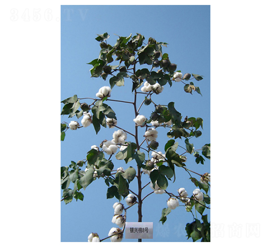 �y�d��8̖-�޻��N��-����N�I