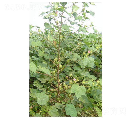 �y�d��5̖-�޻��N��-����N�I