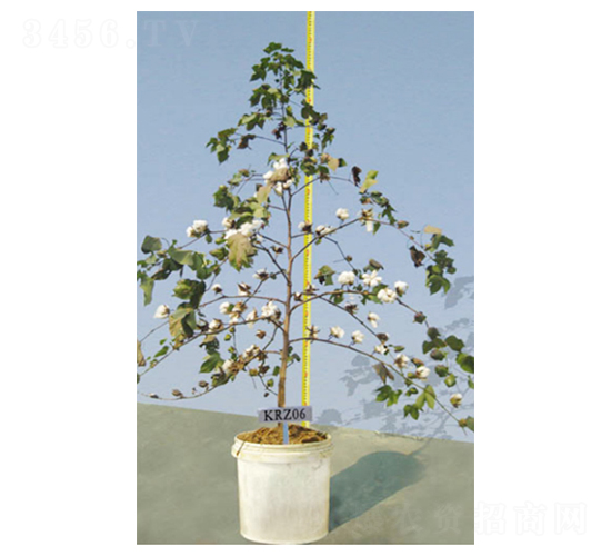 KRZ06-�޻��N��-����N�I