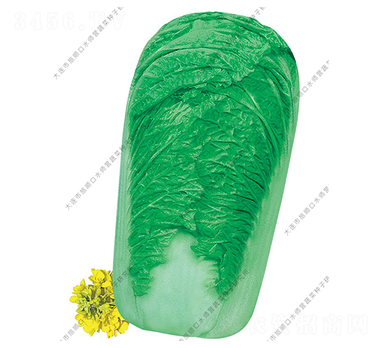 ˮ���I91-19-�ײ˷N��-ˮ���I