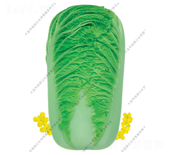 水師營美味-白菜種子-水師營