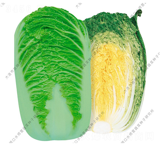 秋皇-白菜種子-水師營