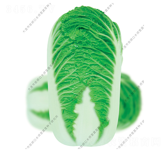 新快菜108-白菜種子-水師營