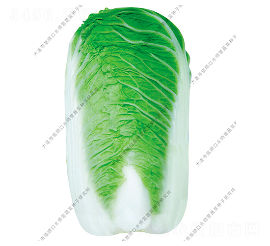 水師營10號-白菜種子-水師營