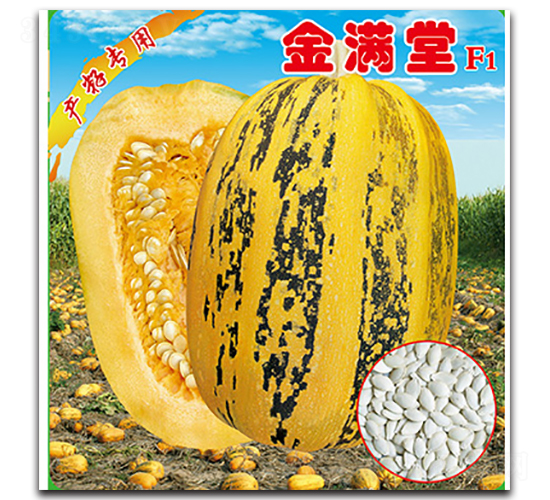 金滿堂-西葫蘆種子-晉黎來