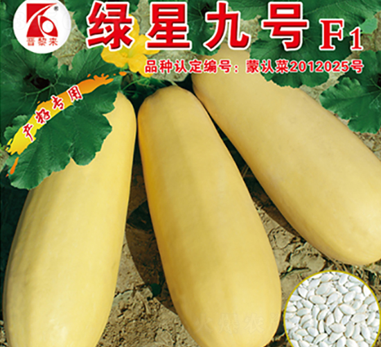 綠星九號-西葫蘆種子-晉黎來