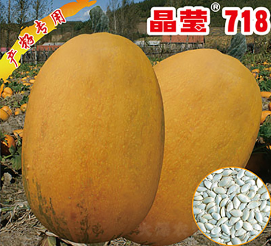 晶瑩718-西葫蘆種子-晉黎來