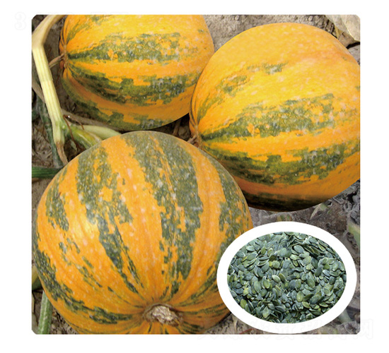 鑫果一號-西葫蘆種子-安泰達