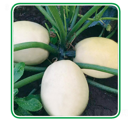 ̩�Sʮ̖-�����J�N��-��̩�_