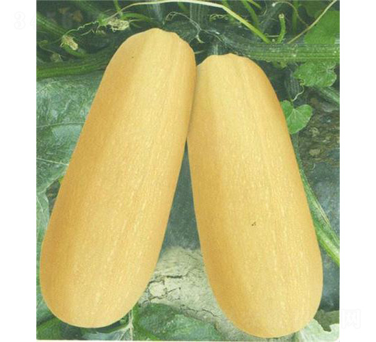 泰豐九號西葫蘆-西葫蘆種子-安泰達