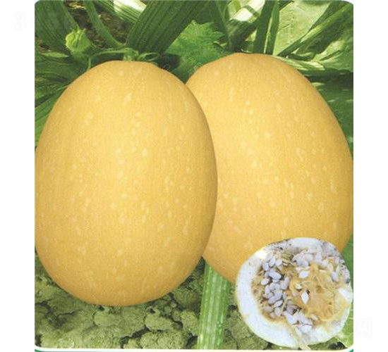 泰豐八號西葫蘆-西葫蘆種子-安泰達