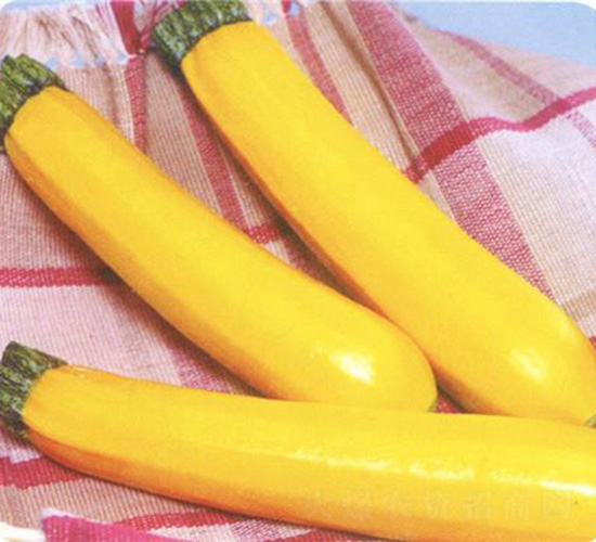 皇金條西葫蘆-西葫蘆種子-安泰達(dá)