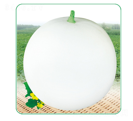 ����2̖-��ϷN��-��̩�_(d��)